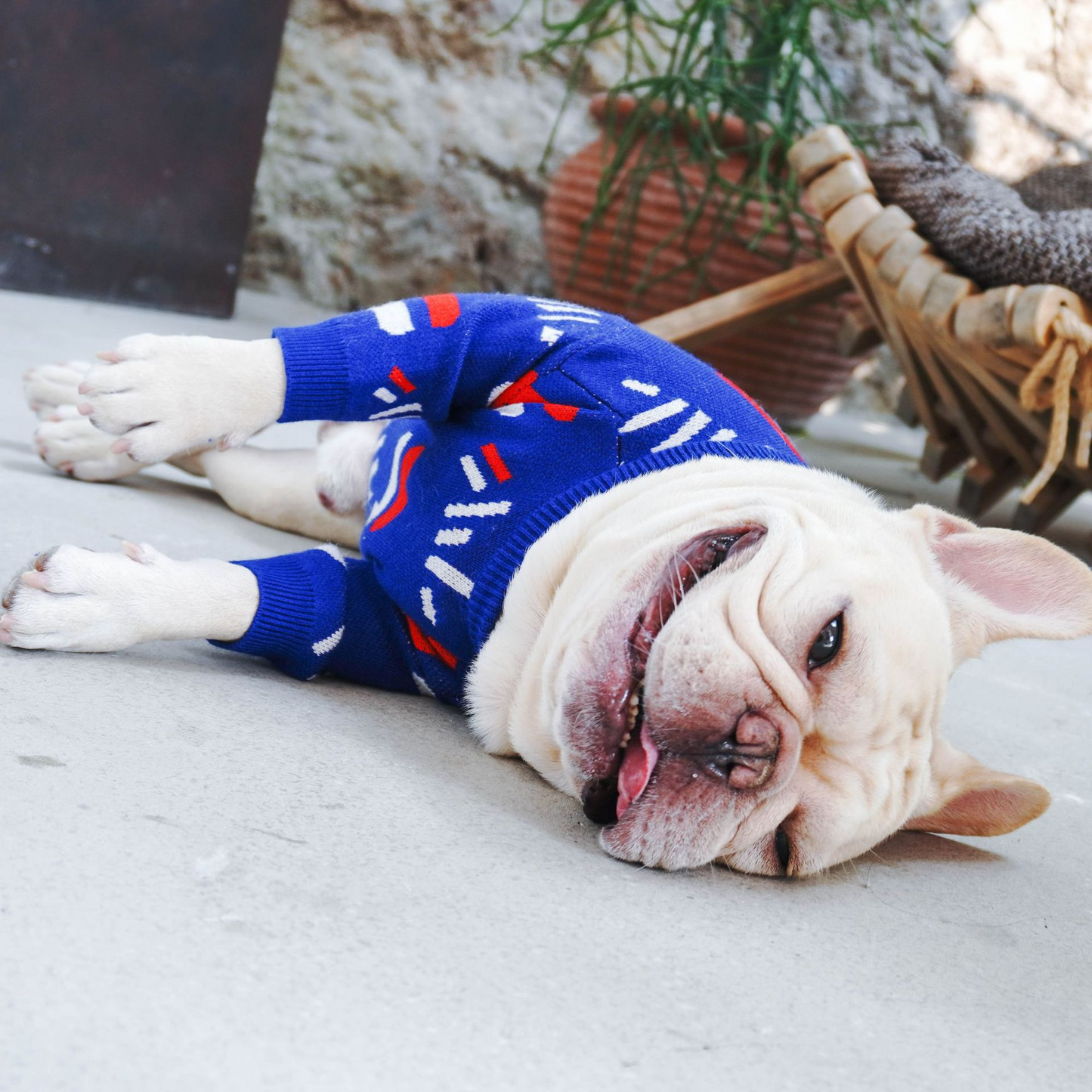 Blue French Bulldog Sweater