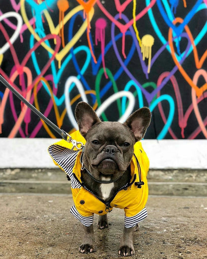 Yellow French Bulldog Raincoat