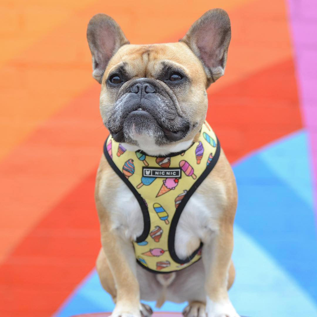 Yellow Ice Cream French Bulldog Harness And Leash Set
