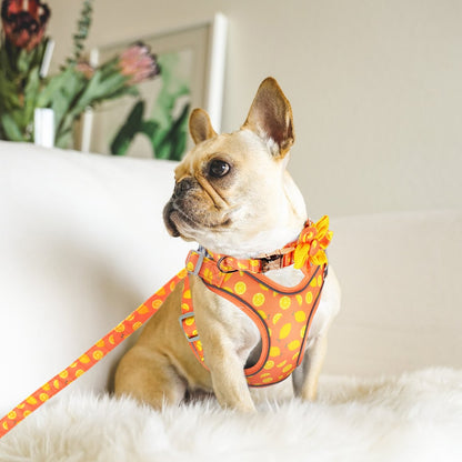 Fruity French Bulldog Collar Harness And Leash Set