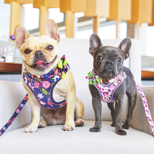 Floral French Bulldog Collar Harness And Leash Set