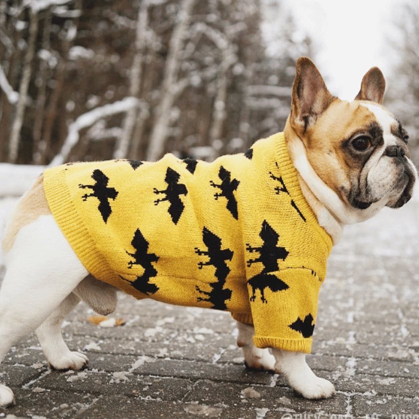 Bat-Dog Frenchie Sweater Yellow XL