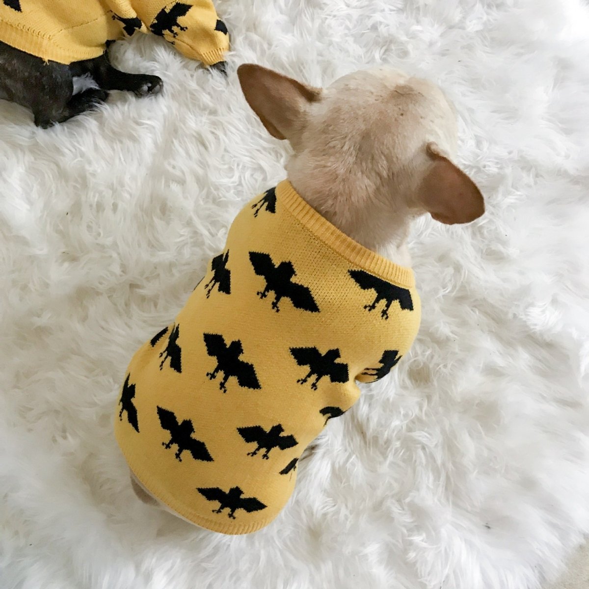 Bat-Dog Frenchie Sweater Yellow XL