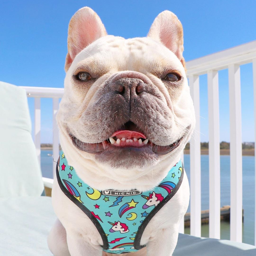 French Bulldog Unicorn Harness And Leash Set Blue Harness XL