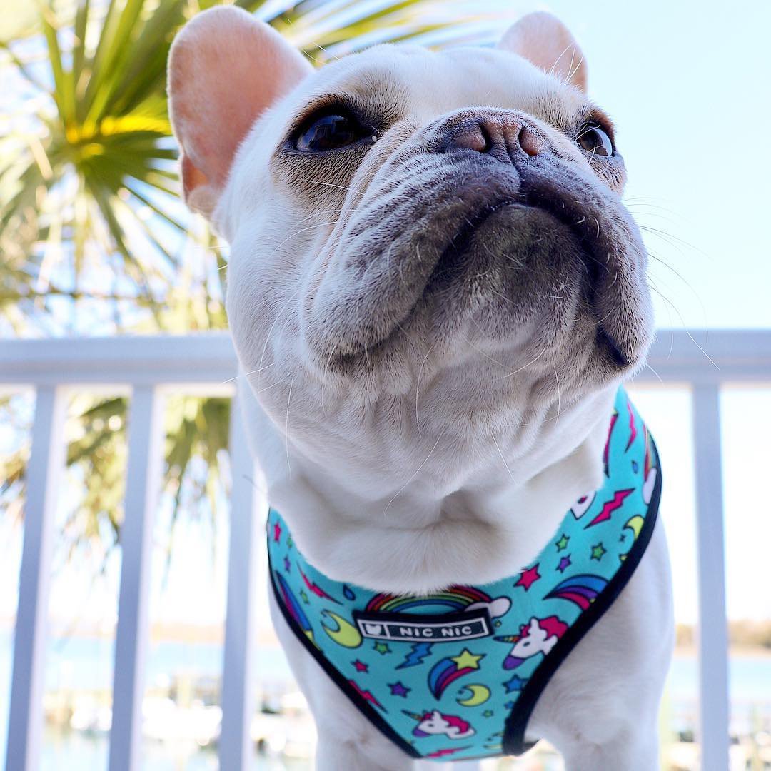 French Bulldog Unicorn Harness And Leash Set Blue Harness XL