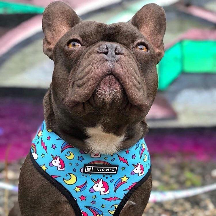 French Bulldog Unicorn Harness And Leash Set Blue Harness XL