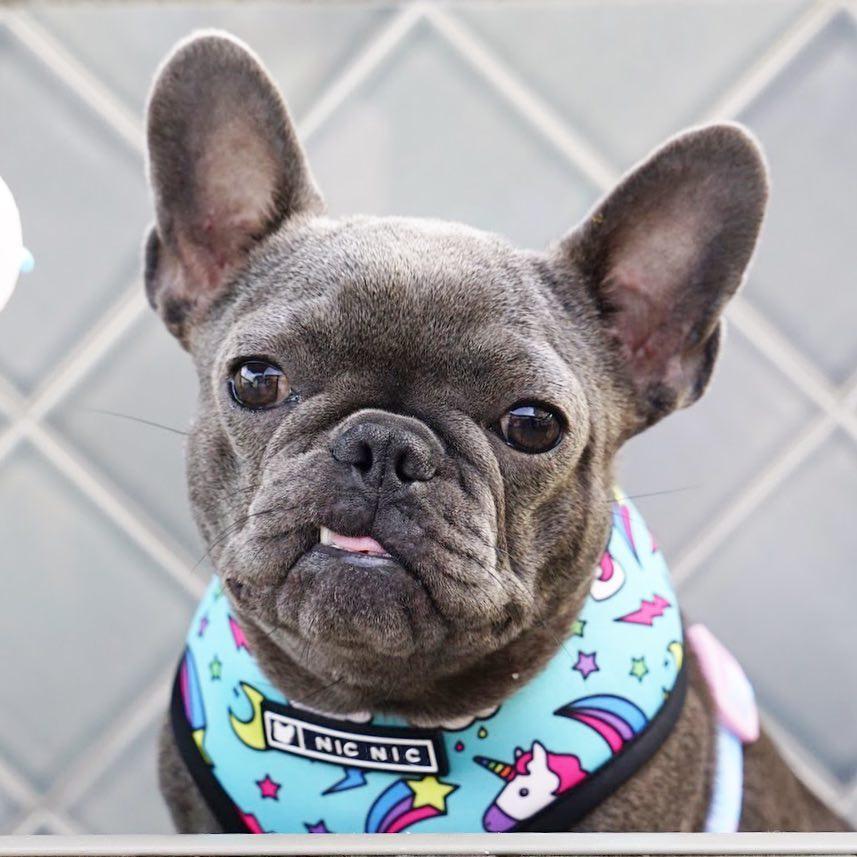 French Bulldog Unicorn Harness And Leash Set Blue Harness XL