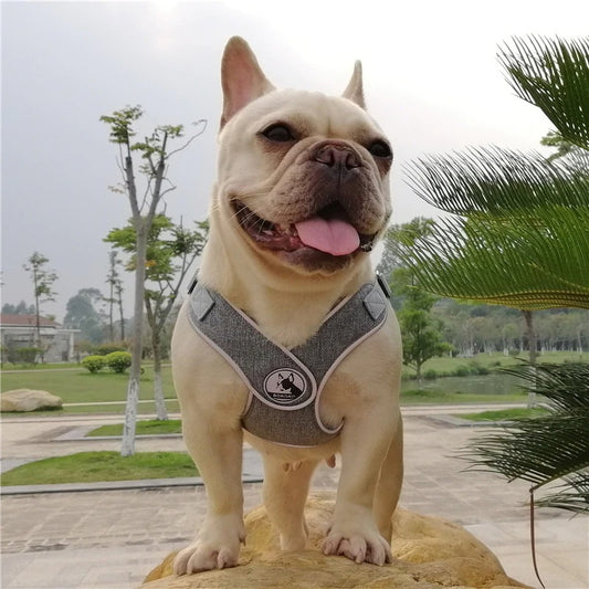Pastel Frenchie Harness and Leash