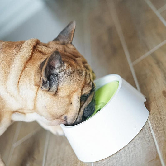 No Spill Frenchie Water Bowl Yellow