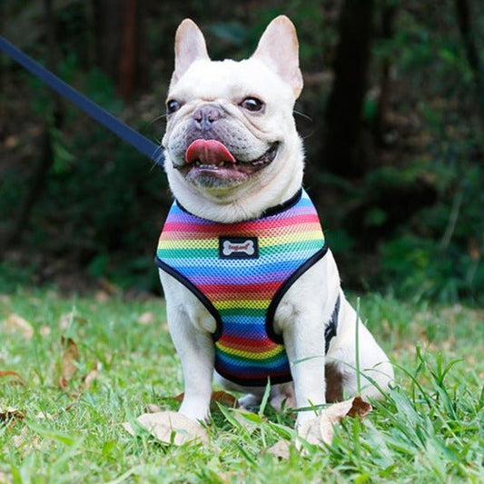 Rainbow Breathable French Dog Harness & Leash Rainbow M
