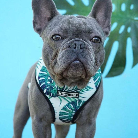 Tropical Print Frenchie Harness And Leash Set Pet Leash ONLY S
