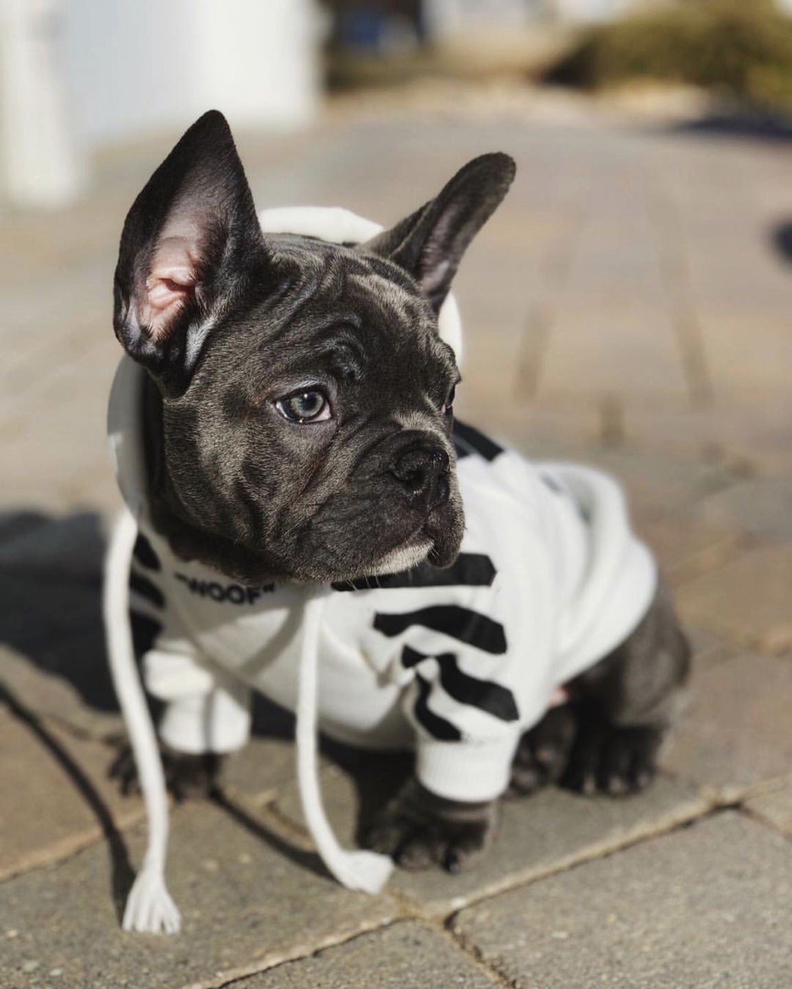 "Woof" French Bulldog Striped Hoodie White S-Chest-30-38cm
