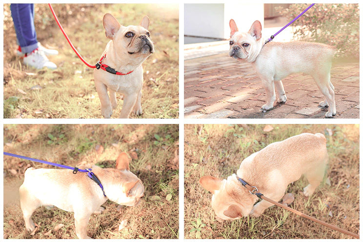 Nylon Rope Frenchie Leash