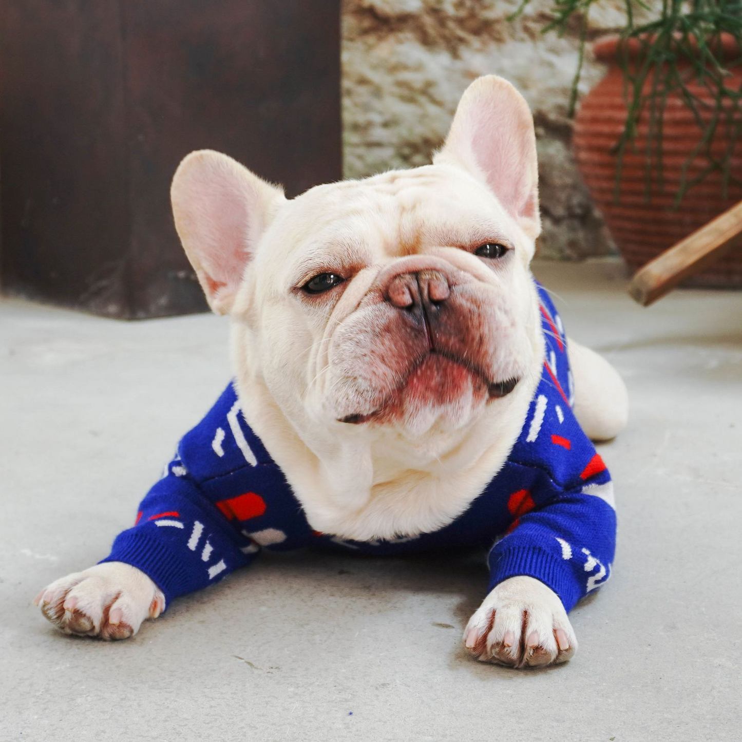 Blue French Bulldog Sweater