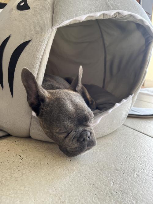 French Bulldog Shark House