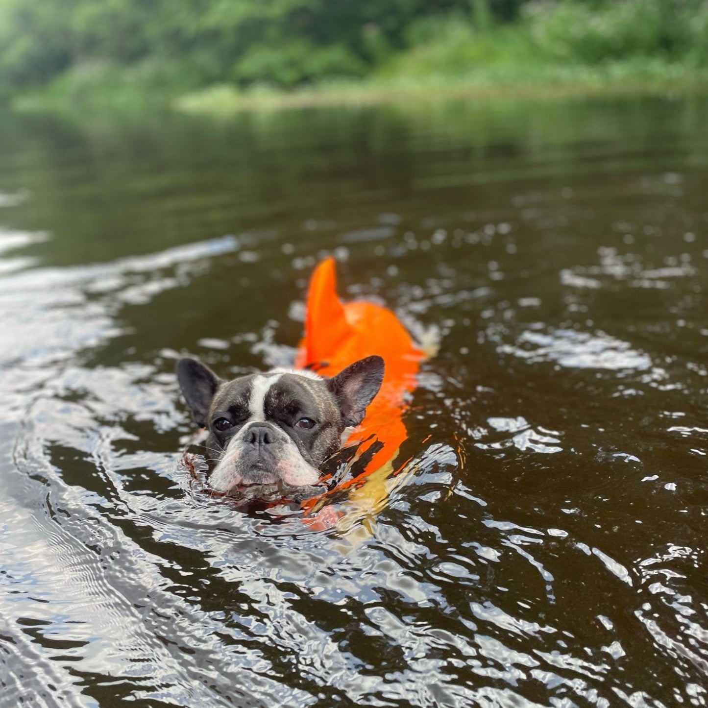 Shark Bark Frenchie Life Jacket