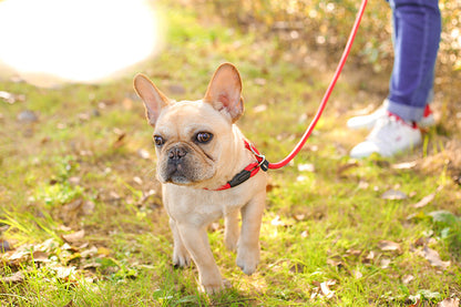 Nylon Rope Frenchie Leash