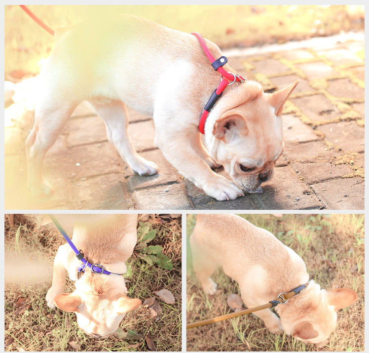 Nylon Rope Frenchie Leash