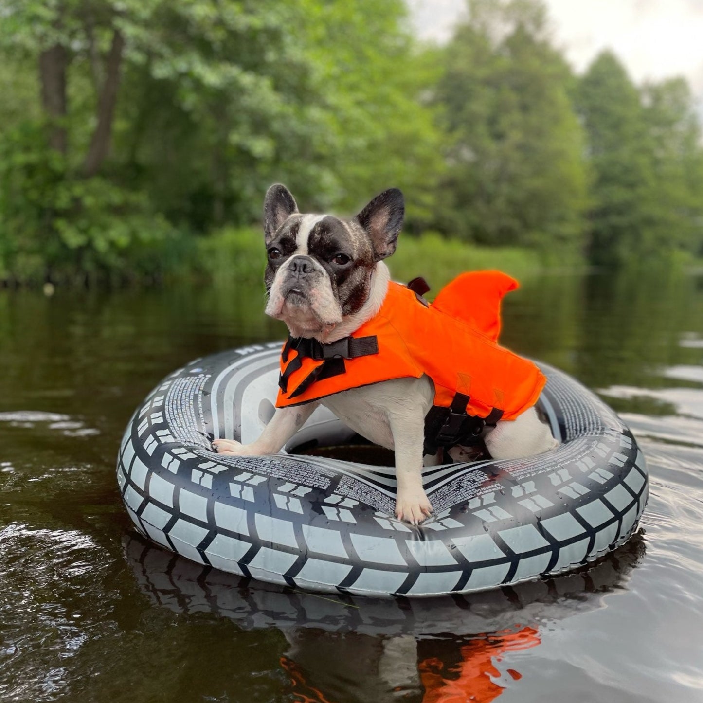 Shark Bark Frenchie Life Jacket