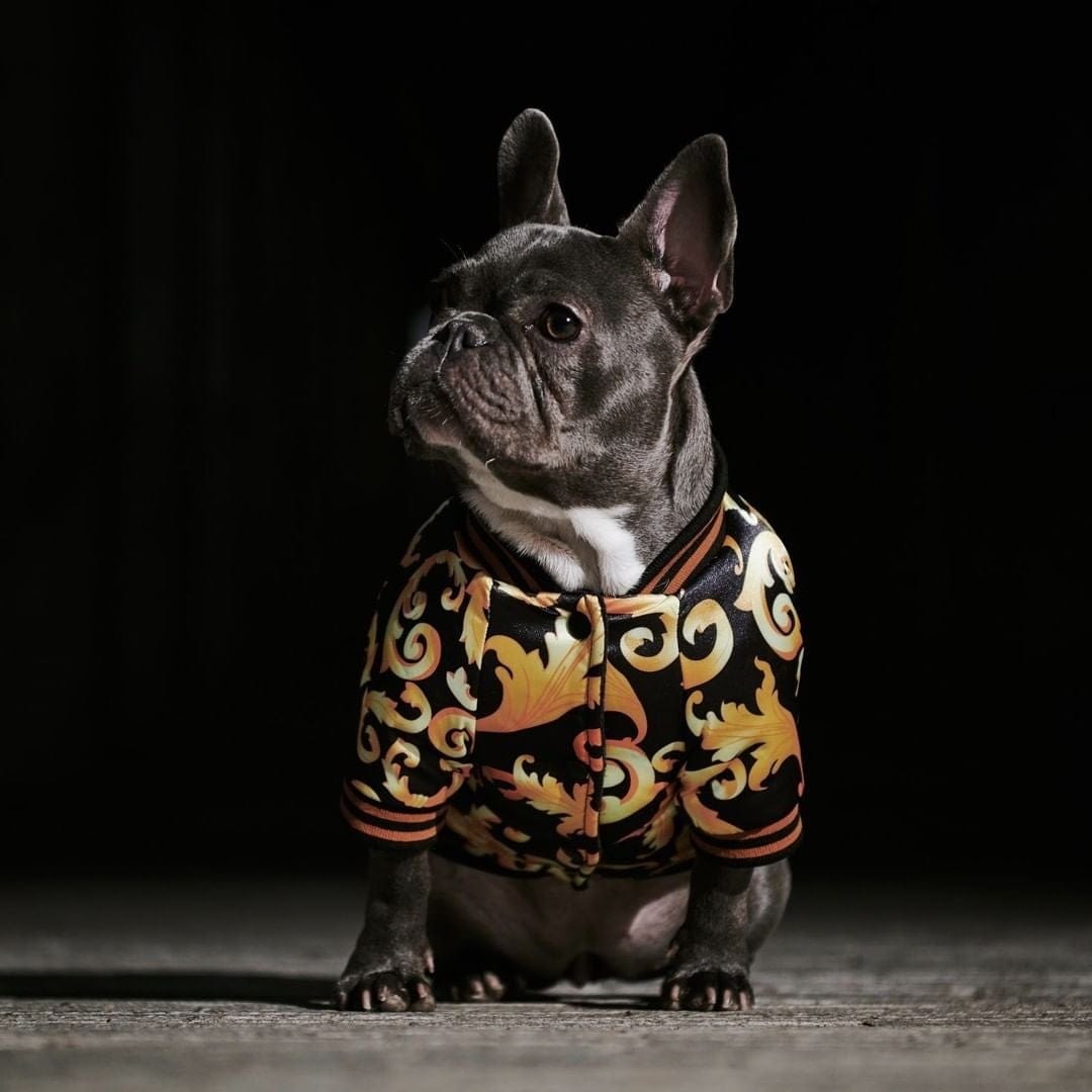 Pawsace French Bulldog Jacket