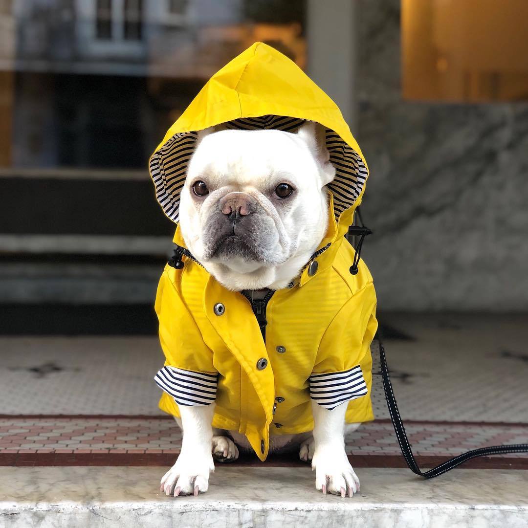 Yellow French Bulldog Raincoat