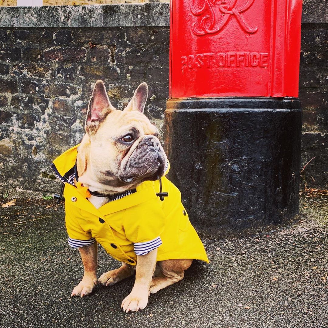 Yellow French Bulldog Raincoat