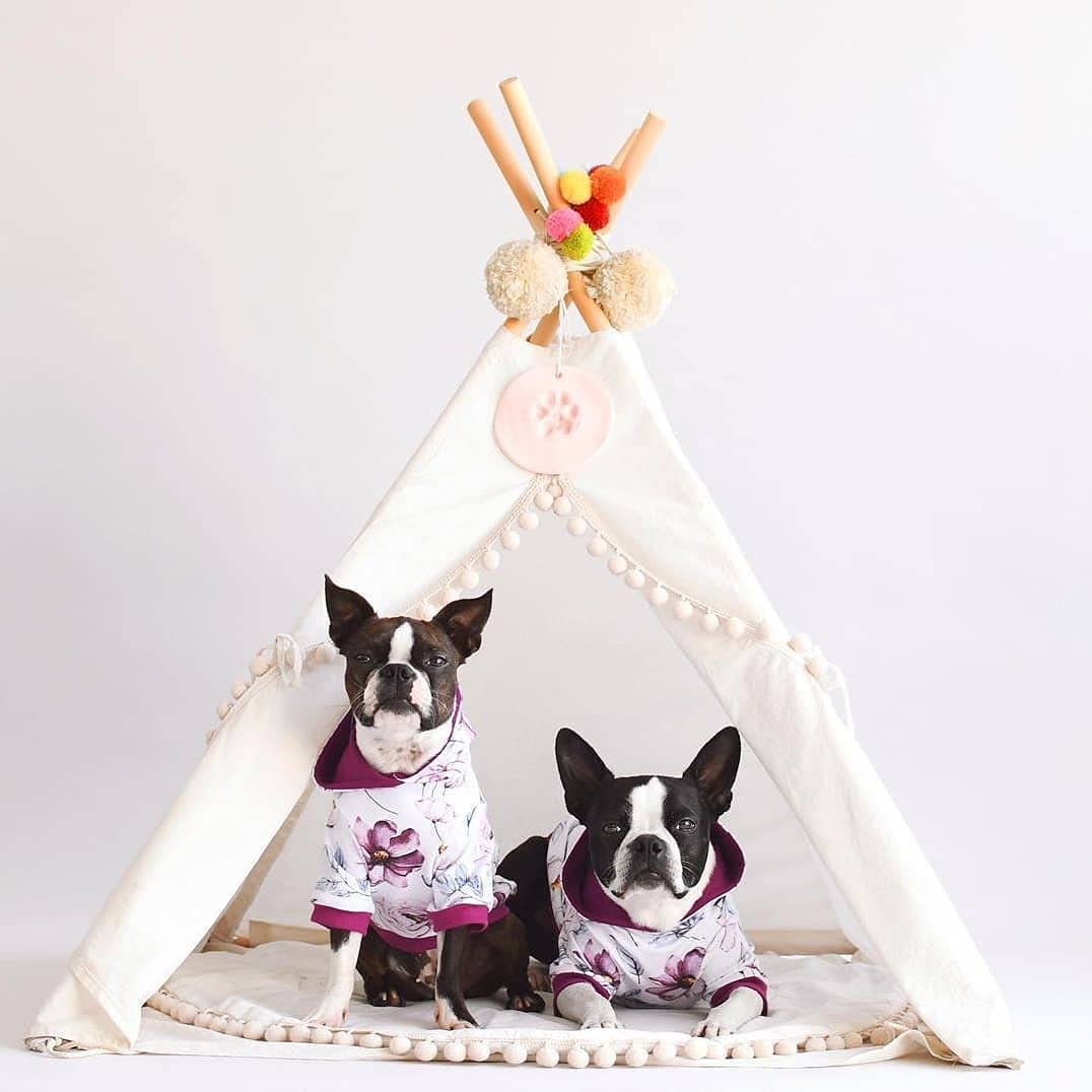 Teepee French Bulldog Bed