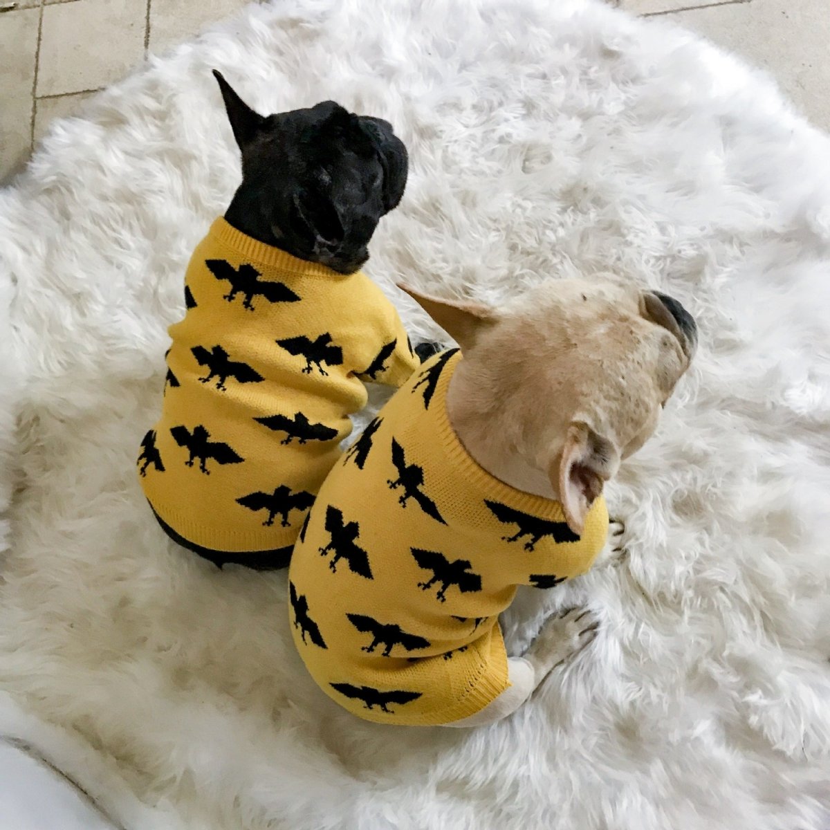 Bat-Dog Frenchie Sweater Yellow XL