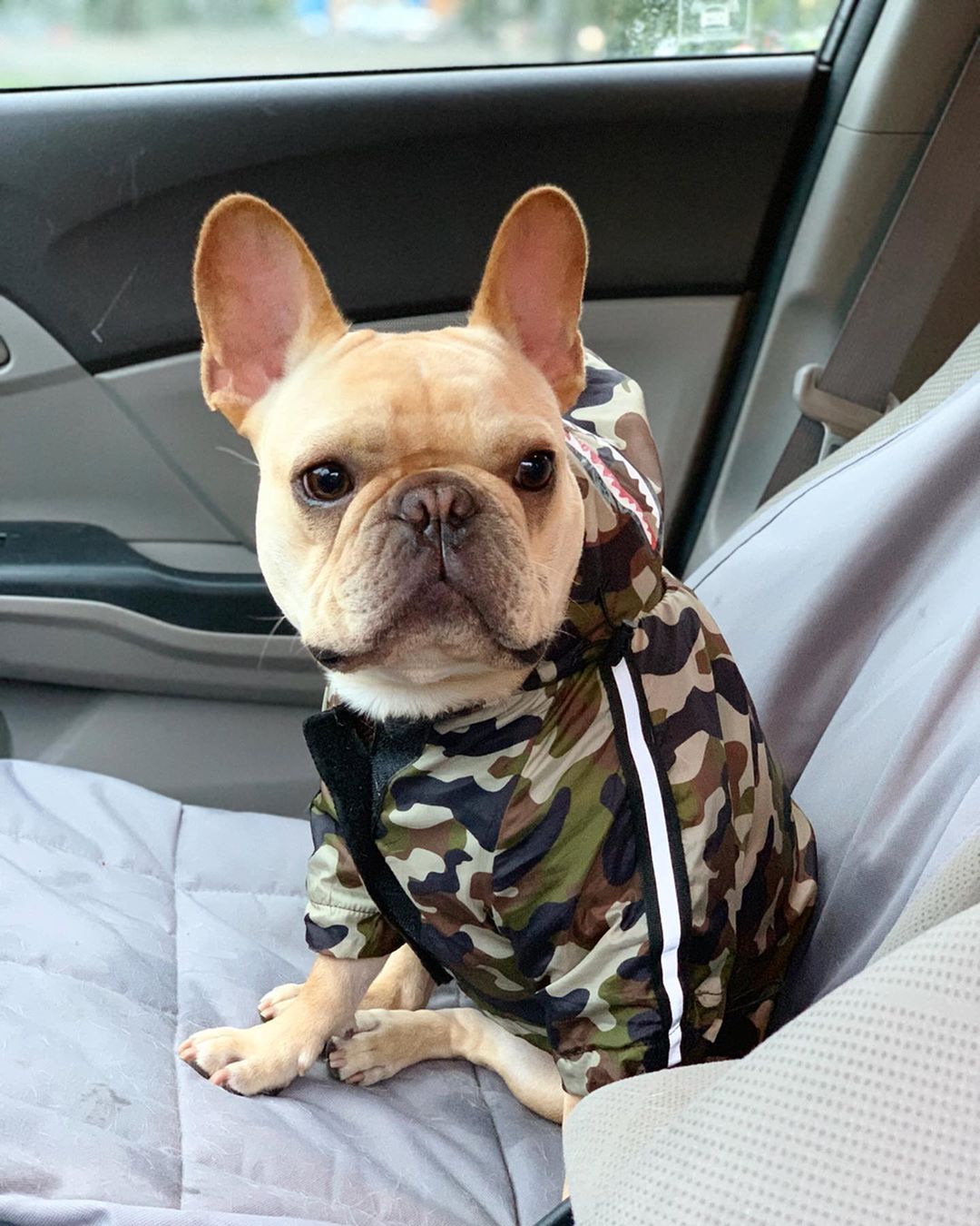 Camouflage Shark Frenchie Hooded Jacket S