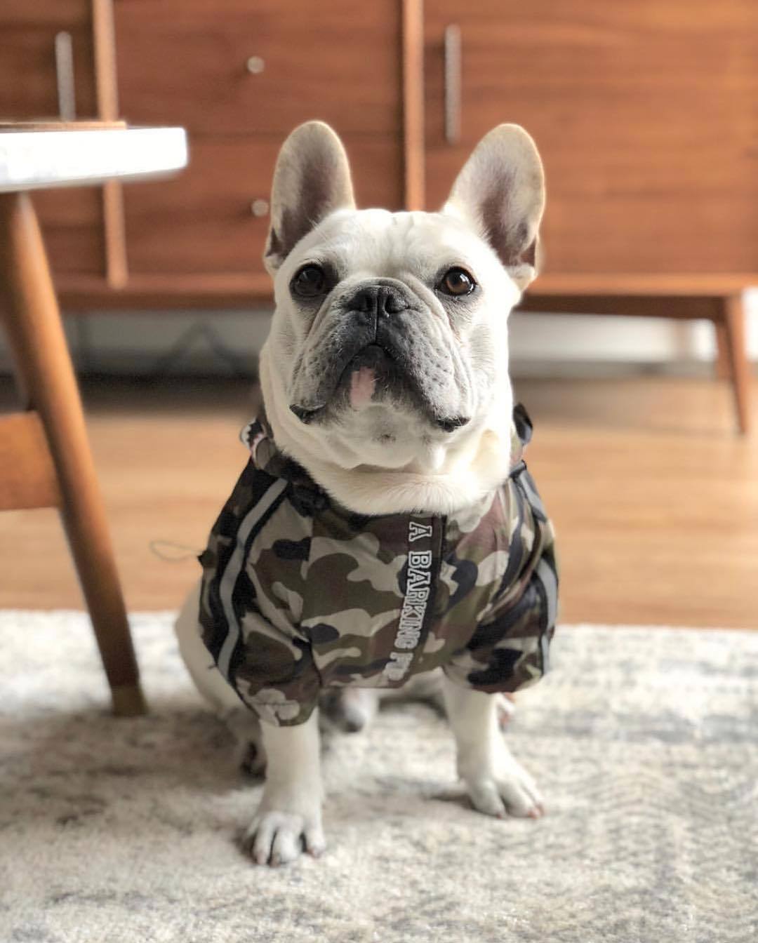 Camouflage Shark Frenchie Hooded Jacket S