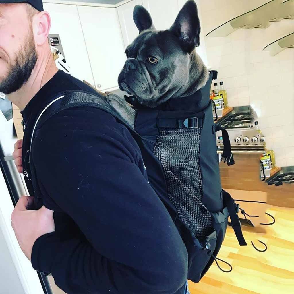 Large Frenchie Carrier GY S United States