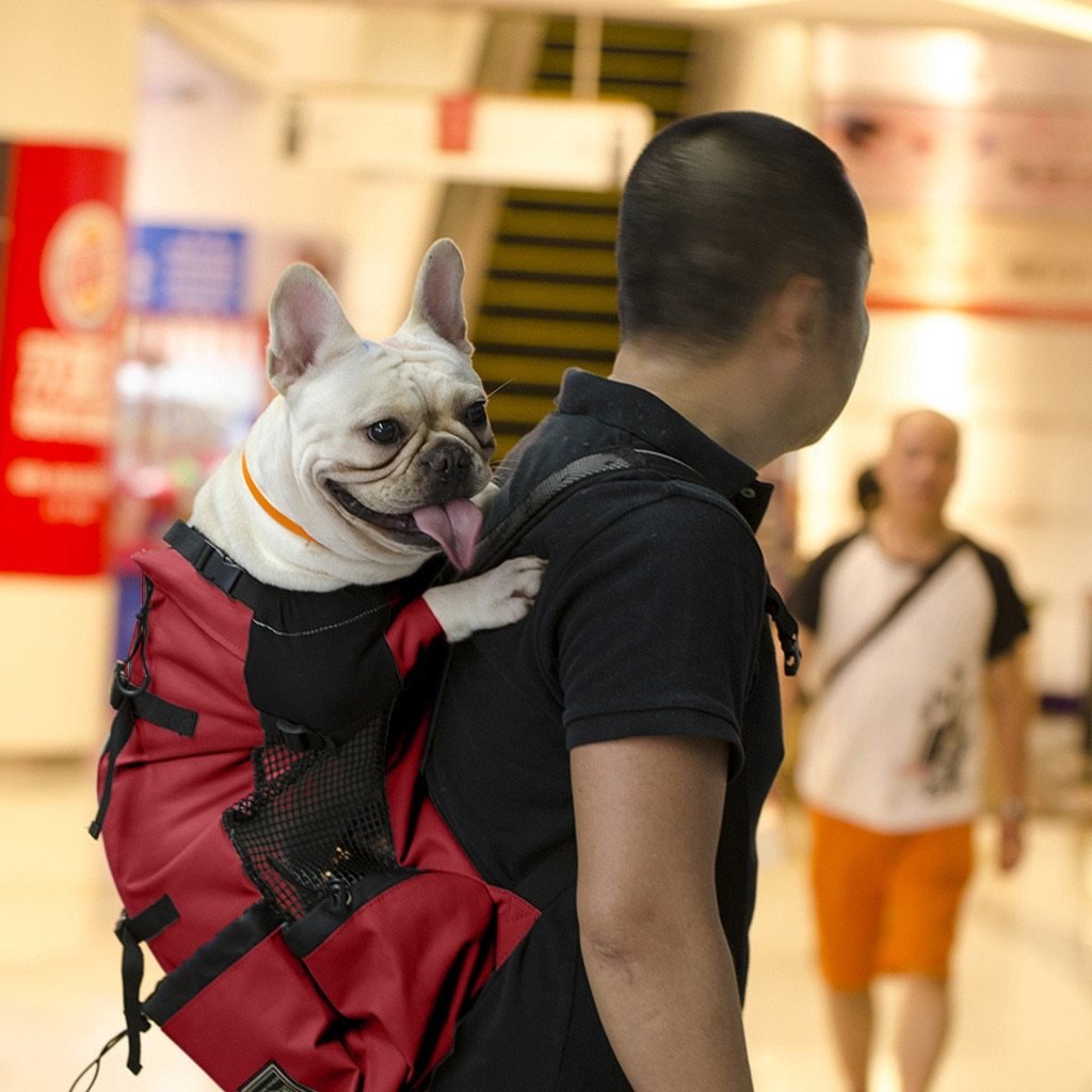 Large Frenchie Carrier GY S United States