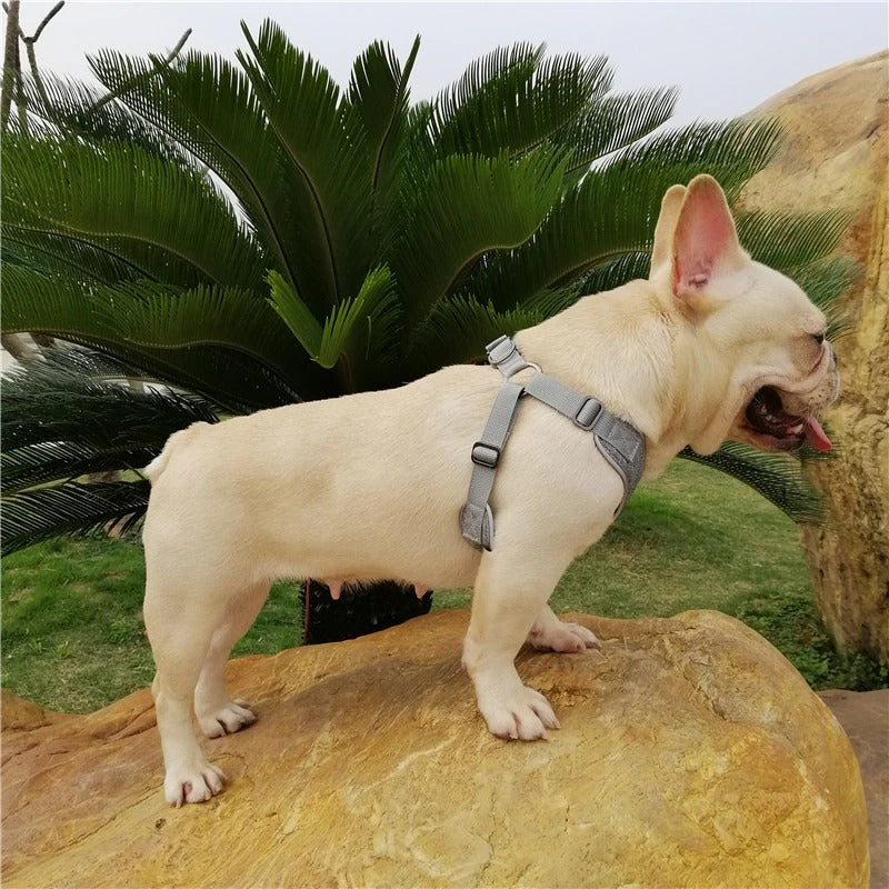 Pastel Frenchie Harness and Leash