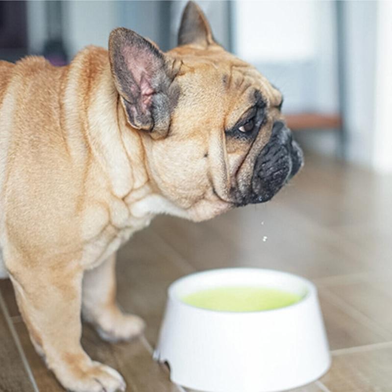 No Spill Frenchie Water Bowl Yellow