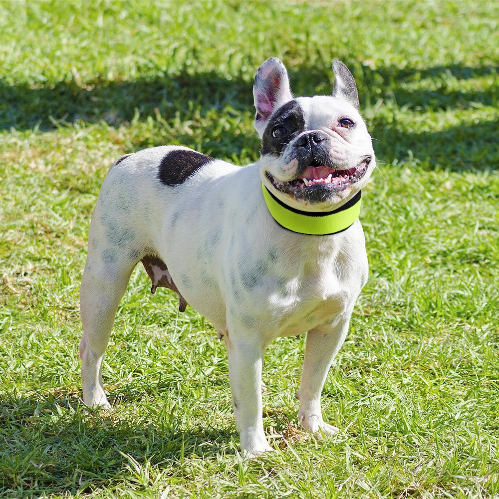 Reflective French Bulldog Collar Green S