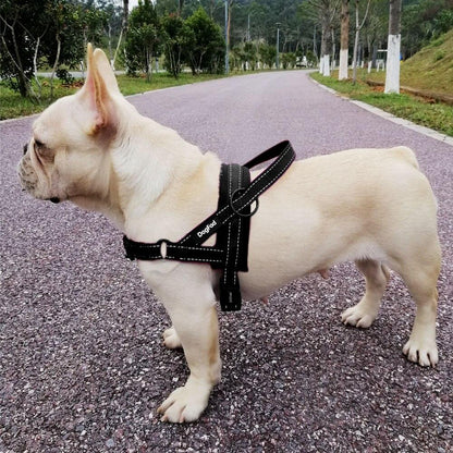 Reflective-Padded Frenchie Dog Harness Black XS